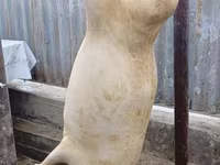 Carnero, Ovejas — foto 1