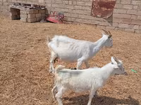 Cabro, Saanen goat — foto 5
