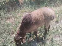 Ram, Hissar sheep — photo 1