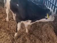 Bull, Simmental cattle — photo 1