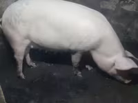 मादा सूअर, Крупная белая — फ़ोटो 3