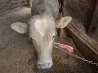 Bovinos (lote, sexo no especificado), Ganado vacuno — foto 2