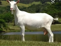 公山羊, Saanen goat — 照片 4