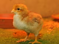 Chickens — photo 8