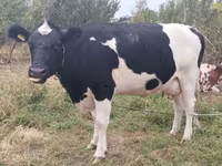 गाय, गोलस्टीन नस्ल — फ़ोटो 5