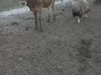 Vaca, Raza Jersey — foto 4
