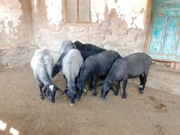 Schaf, Romanov sheep — Foto 3