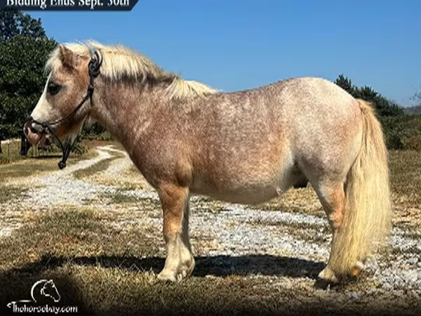 Конь, Американская миниатюрная лошадь