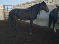Hengst, Kushum Horse — Foto 3