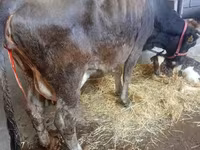 Vaca, Ganado vacuno — foto 3
