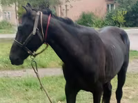 Horse (M), Priob horse — photo 2
