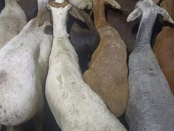 Ram, Kazakh fat-tailed coarsewool sheep