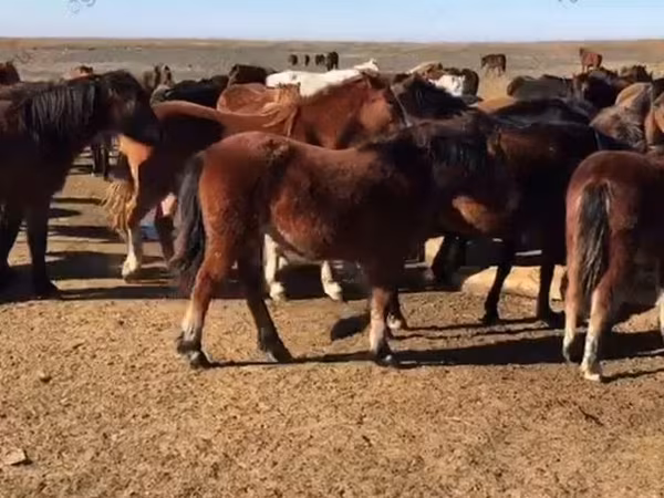 Yegua, Horse breed