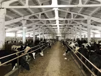母牛, Yaroslavl cattle — 照片 5