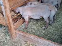 公羊, Rouge de l’Ouest sheep — 照片 1