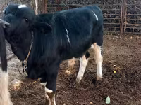 公牛, Cattle — 照片 1