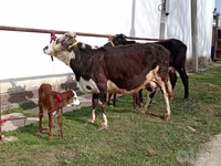 Kuh, Simmental cattle — Foto 4