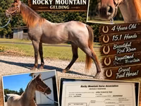 Caballo, Rocky Mountain Horse — foto 1