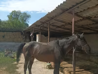 Horse (M), Karachay horse — photo 1