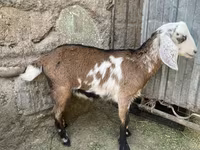 Goat, Nubian Goat — photo 3