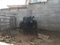 Kuh, Latvian Blue cattle — Foto 1