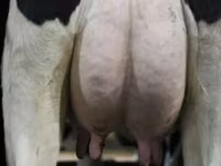 Vaca, Swiss cattle — foto 5