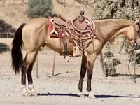 Caballo, Quarter Horse — foto 8
