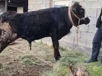 Toro, Simmental cattle — foto 7