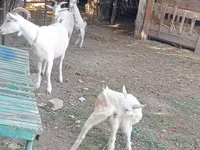 Ziege, Dutch Landrace goats — Foto 6
