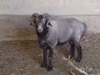 公羊, Sheep — 照片 2