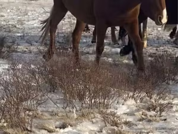 Stute, Horse breed