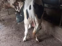 公牛, Russian Black pied cattle — 照片 1