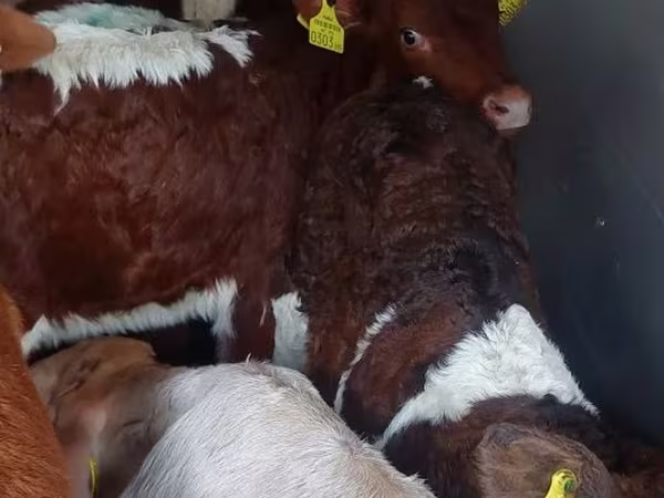 Toro, Ganado vacuno