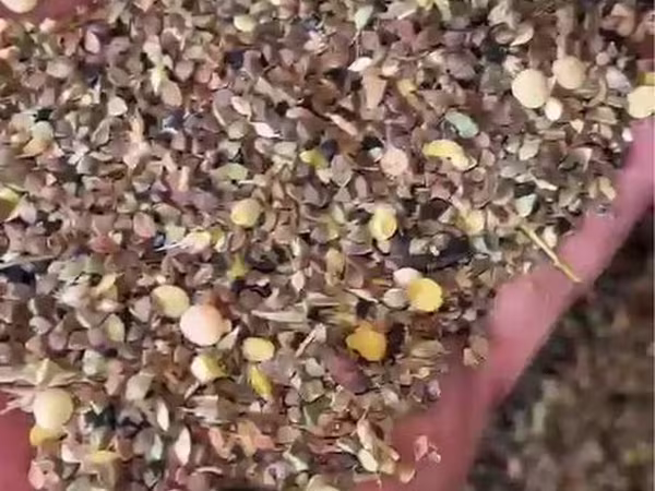Сечка гречихи зерноотходы