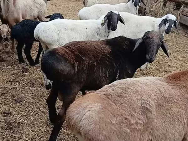 公羊, Arashan sheep
