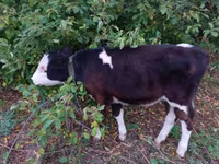 Bulle, Simmental cattle — Foto 4