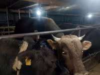 Toro, Raza Alatau — foto 8