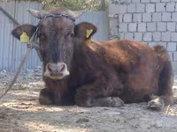 ثور, الماشية — الصورة 4