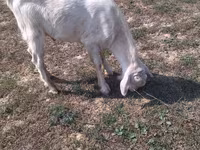 Billy Goat, Goats — photo 1