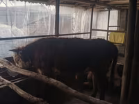 ثور, Simmental cattle — الصورة 6