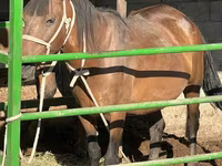 Mare, Kazakh horse — photo 1