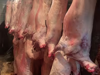 Schaf, Krasnoyarsk sheep — Foto 8