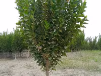 SADA KAYRAGACH (Chinni gujum) — Foto 2