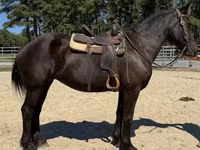 Stute, Percheron — Foto 3