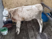 Kuh, Latvian Blue cattle — Foto 2
