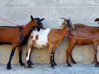 عنزة, Nubian Goat — الصورة 7