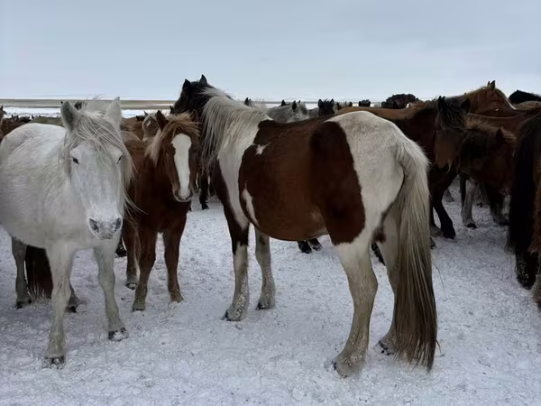 Yegua, Horse breed