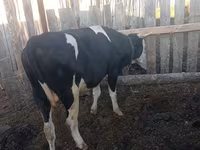 Bull, Russian Black pied cattle — photo 1