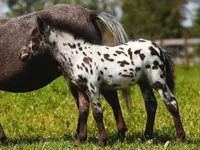 Stute, American shetland pony — Foto 3