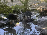 Ducks — Foto 2